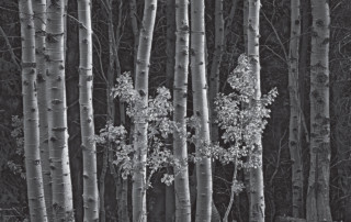 Two Aspens, California Eastern Sierras